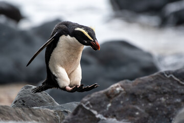 Take a leap: A Fiordland penguin leaps from rock to rock along the coast of New Zealand © John Yunker