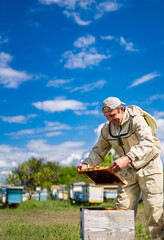 Beekeeper is working with bees and beehives on the apiary., Beekeeper is working with bees and...