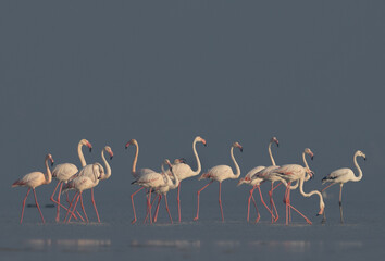 Greater Flamingos feeding in the morning at Eker creek of Bahrain