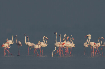 Greater Flamingos in the early morning hours at Eker creek, Bahrain