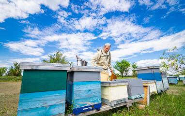 Beekeeper is working with bees and beehives on the apiary. Beekeeping concept.