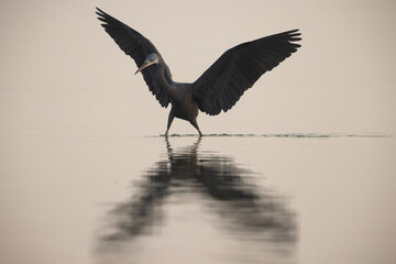 Western reef heron fishing at Eker coast, Bahrain