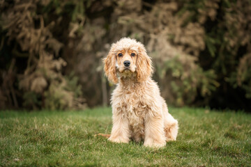 Six Month Old Cocker Spaniel