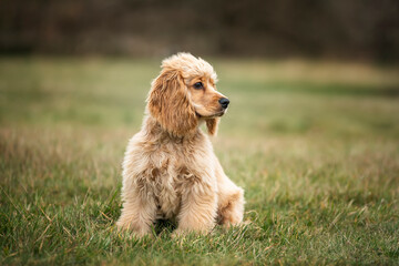 Six Month Old Cocker Spaniel