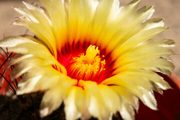 Flor amarilla de cactus en primerísimo primer plano. 