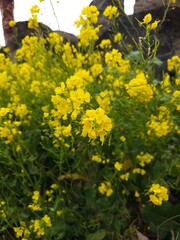 Obraz premium 유채꽃