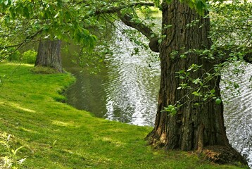 Green grass and trees on the shore of the lake