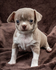 A small Chihuahua puppy in beige
