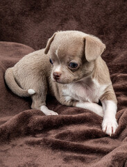 A small Chihuahua puppy in beige