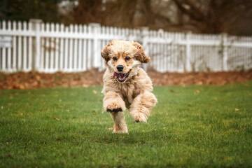 Six Month Old Cocker Spaniel on a fast run in the autumn fall with leaves