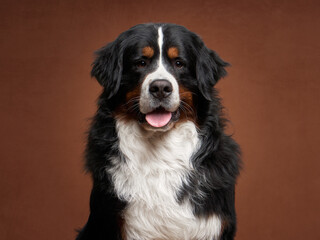 A charming Bernese Mountain Dog sits against a taupe backdrop, its tongue out in a happy pant. The...