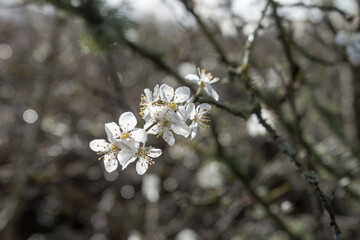 blackthorn blossom clouds of snow white flowers in early spring