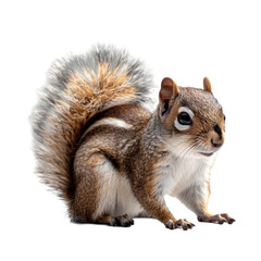 Obraz premium Squirrel isolated on transparent background. Squirrel png file. Generated AI