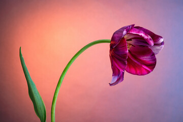 Tulip against the backdrop of the magical morning sky. Studio photography. - 745993752