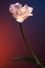 Tulip against the backdrop of a magical evening sunset sky. Studio photography. - 745993765