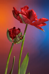 A pair of red tulips against a magical sky. Studio photography. - 745993773