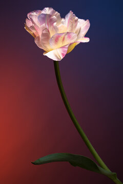 Tulip against the backdrop of a magical evening sunset sky. Studio photography.