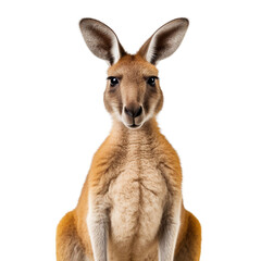 Kangaroo standing isolated on transparent or white background - obrazy, fototapety, plakaty