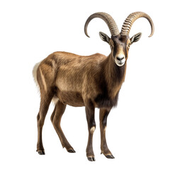 Ibex isolated on transparent or white background