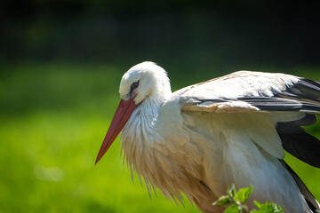 Ein Storch auf der Wiese 