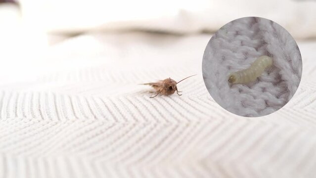 clothes moth caterpillar, larva, crawls on woolen jacket, eats wool, brown insect, Clothes moth, selective focus, Prevention and methods for combating pests, destruction, damage to clothes in house