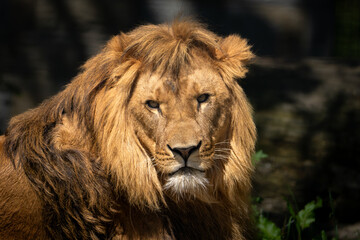König der Löwen 
