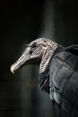 Geier im Sonnenlicht 