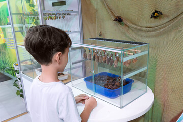 Young boy is engrossed in watching chrysalises in a nurturing environment, showcasing an educational moment of natural wonder and learning. National learn about butterflies day. World Wildlife Day. 