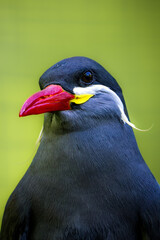 Inkaseeschwalbe Portrait 