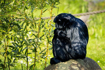 Ein Geoffroy-Klammeraffe im Schatten 
