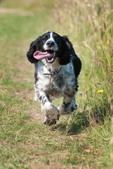 Springer spaniel dog running and panting