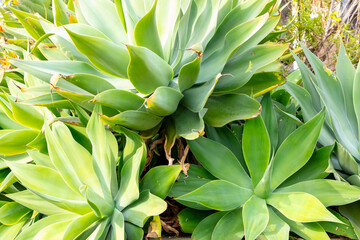 Photograph of a large green leafy plant in a domestic garden in the Blue Mountains in New South Wales in Australia