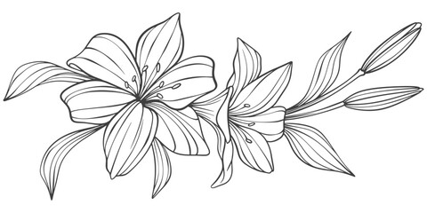 Sketch Floral Botany Collection. flower drawings. Black and white with line art on white backgrounds. Hand Drawn Botanical Illustrations.Vector.