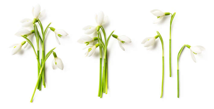 snowdrops flowers, single and in bunches, isolated over a transparent background, cut-out seasonal spring or end of winter design elements with subtle shadows, flat lay / top view, PNG