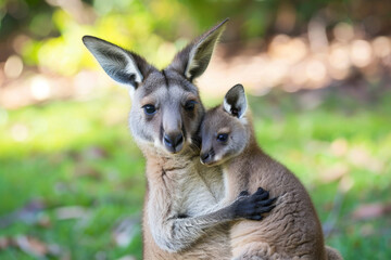 Fototapeta premium A kangaroo mother tenderly hugs her baby joey, cradling it in her warm embrace.