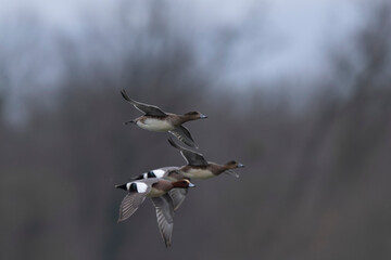 Mareca Anas Penelope Eurasian wigeon, a winter guest on the Rhine in Alsace, Eastern France