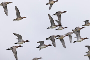 Obraz premium Mareca Anas Penelope Eurasian wigeon, a winter guest on the Rhine in Alsace, Eastern France