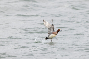 Mareca Anas Penelope Eurasian wigeon, a winter guest on the Rhine in Alsace, Eastern France