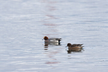 Mareca Anas Penelope Eurasian wigeon, a winter guest on the Rhine in Alsace, Eastern France