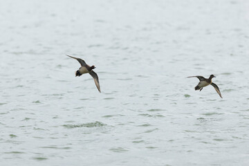 Mareca Anas Penelope Eurasian wigeon, a winter guest on the Rhine in Alsace, Eastern France