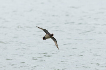 Mareca Anas Penelope Eurasian wigeon, a winter guest on the Rhine in Alsace, Eastern France