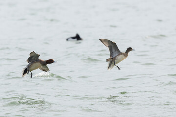 Mareca Anas Penelope Eurasian wigeon, a winter guest on the Rhine in Alsace, Eastern France