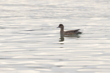 Mareca Anas Penelope Eurasian wigeon, a winter guest on the Rhine in Alsace, Eastern France