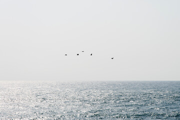 flying migration birds on the sea