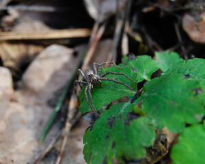spider on a celandine leaf in the forest