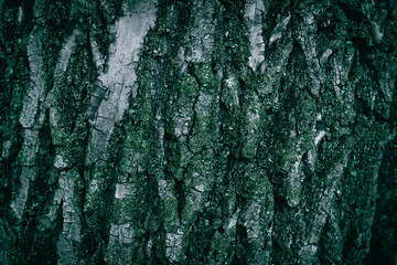 A close up of an old tree bark texture with lichen - obrazy, fototapety, plakaty