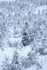 Group travelers on snowshoes walks along a snowy forest slope