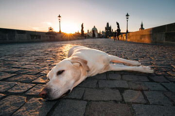 Cute dog enjoying sunrise in city. Labrador retriever resting on Charles Bridge in Prague..