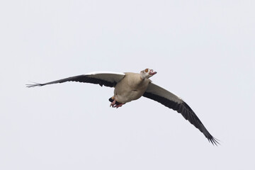 Egyptian goose Alopochen aegyptiaca, an invasive species for France