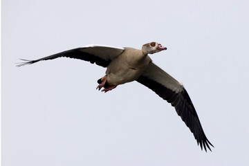 Egyptian goose Alopochen aegyptiaca, an invasive species for France